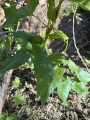 Fallopia convolvulus
