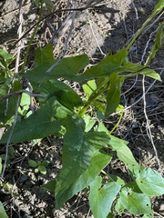 Fallopia convolvulus