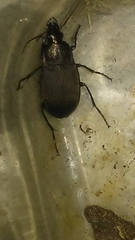 Chlaenius tomentosus