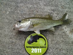 Micropterus cataractae