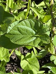 Calystegia sepium