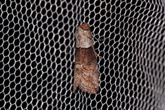 Calathusa hypotherma