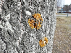 Xanthoria parietina