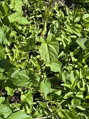Calystegia sepium