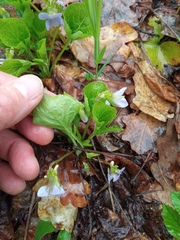 Viola mirabilis