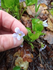 Viola mirabilis