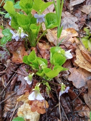 Viola mirabilis