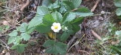 Fragaria