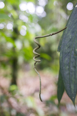Anthurium wendlingeri