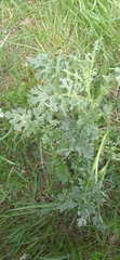 Jacobaea