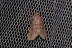 Calathusa hypotherma