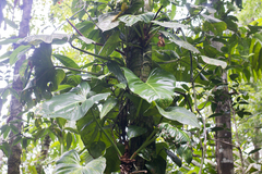 Philodendron fragrantissimum