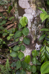 Philodendron fragrantissimum