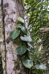Philodendron fragrantissimum