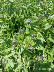 Anchusa arvensis