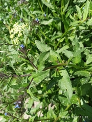 Anchusa arvensis