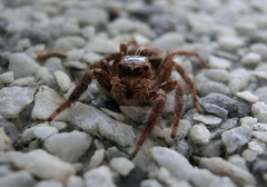 Salticidae