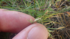 Bulbostylis thouarsii