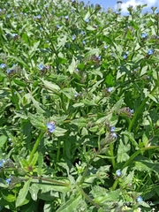 Anchusa arvensis
