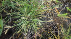 Bulbostylis thouarsii