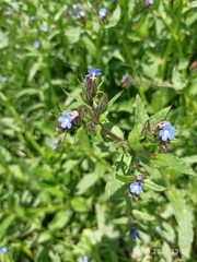 Anchusa arvensis
