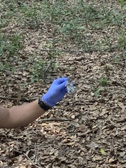 Peromyscus gossypinus