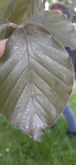 Fagus sylvatica