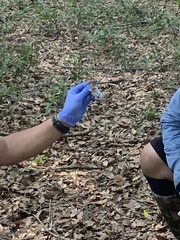 Peromyscus gossypinus