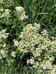 Lepidium draba