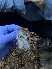 Peromyscus gossypinus