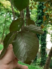 Fagus sylvatica