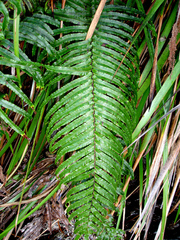 Blechnum triangularifolium