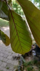 Fagus sylvatica