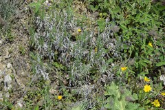 Gypsophila struthium