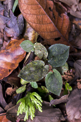 Syngonium adsettiorum