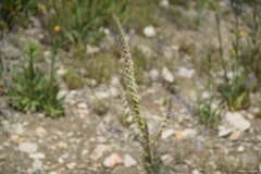 Reseda suffruticosa