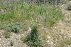 Reseda suffruticosa