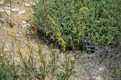 Helianthemum squamatum