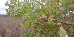 Hakea undulata
