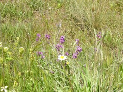 Biscutella auriculata