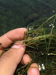 Potamogeton