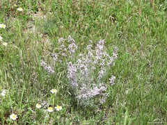 Matthiola fruticulosa