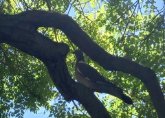 Columba palumbus