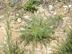 Reseda suffruticosa