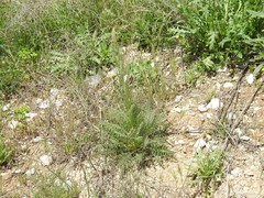 Reseda suffruticosa