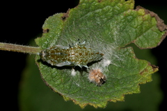 Mylothris rueppellii haemus