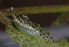 Mylothris rueppellii haemus