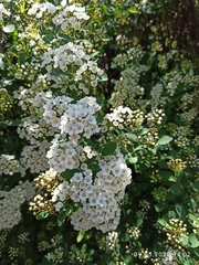 Spiraea × vanhouttei