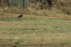 Meleagris gallopavo merriami