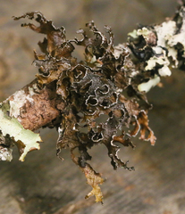 Tuckermanopsis chlorophylla